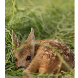 Calendrier 2026 - SFJB