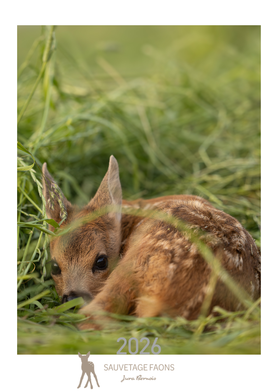 Calendrier 2026 - SFJB