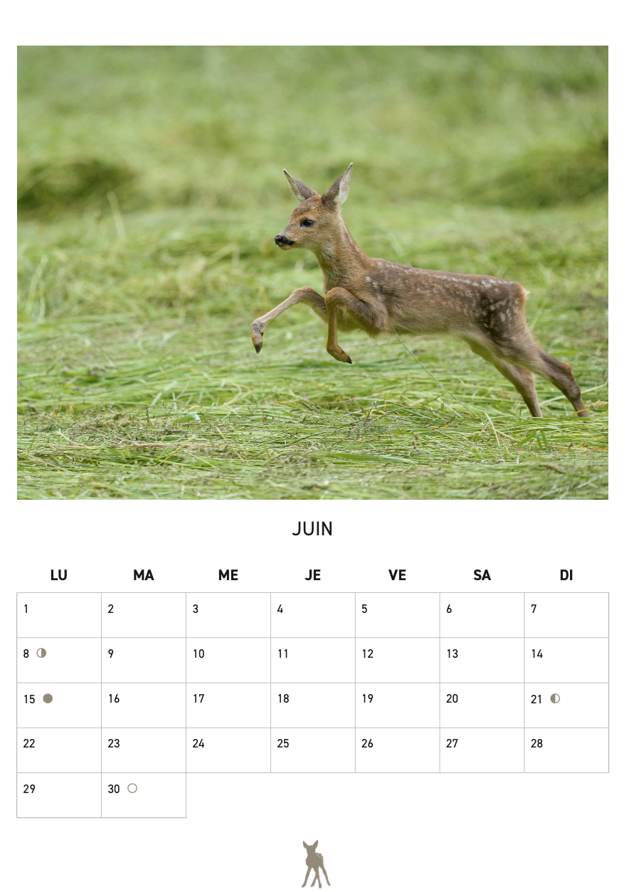 Calendrier 2026 - SFJB – Image 5