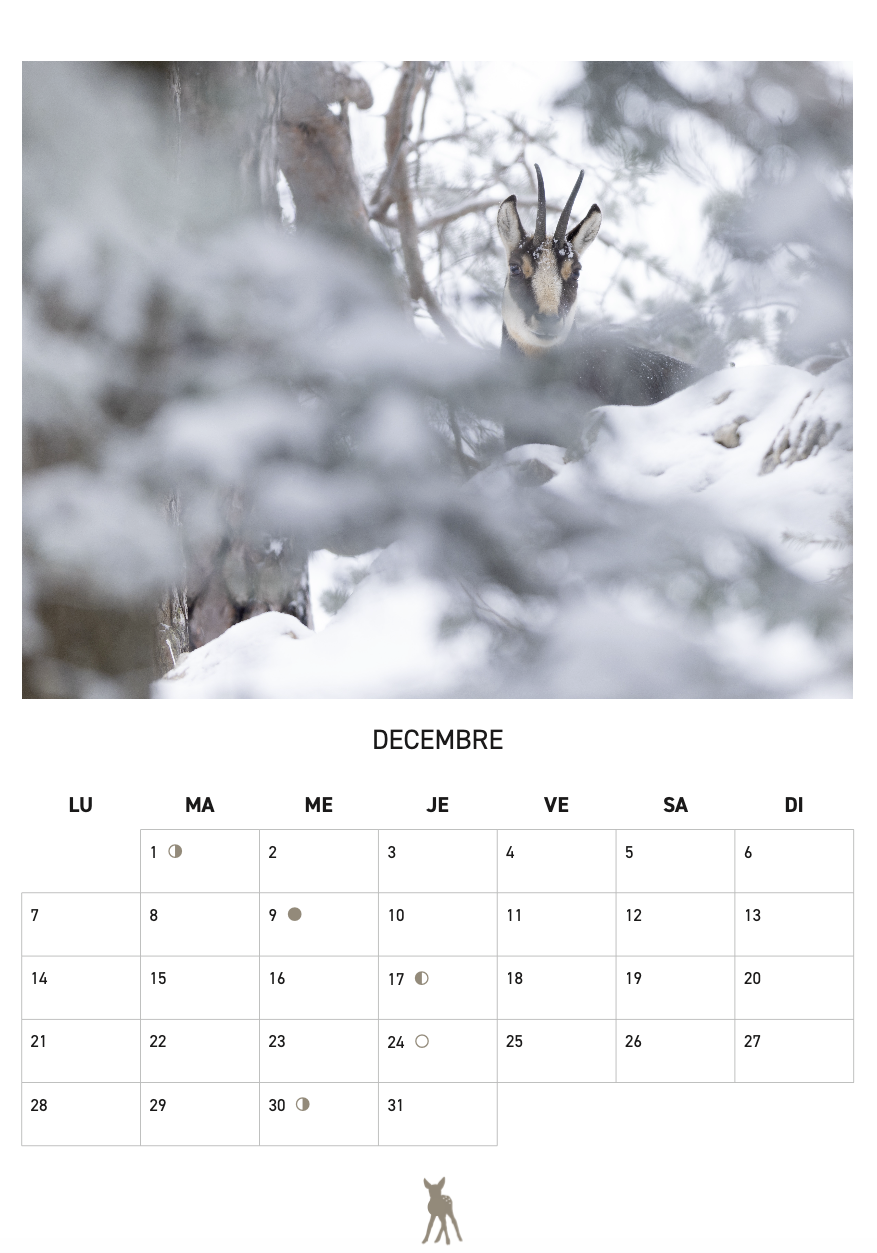 Calendrier 2026 - SFJB – Image 8